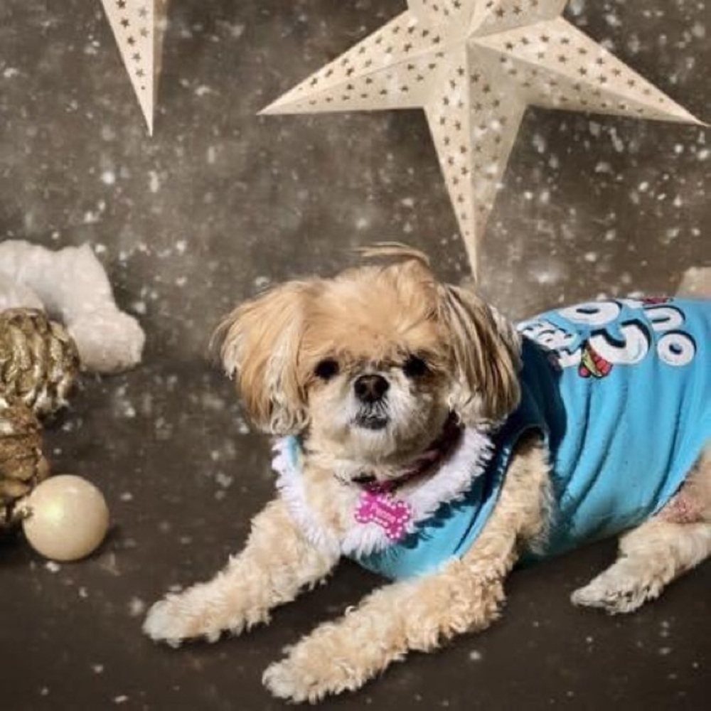 Meet your Posher, Shasta